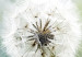 Canvas Fluffy Dandelions (1 Part) Green Wide 107226 additionalThumb 5