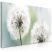 Canvas Fluffy Dandelions (1 Part) Green Wide 107226 additionalThumb 2