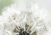 Canvas Fluffy Dandelions (1 Part) Green Wide 107226 additionalThumb 4
