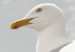 Poster Seagull - water bird sitting on a pier with sea and cloudy sky in the background 117026 additionalThumb 9