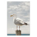 Poster Seagull - water bird sitting on a pier with sea and cloudy sky in the background 117026
