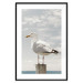 Poster Seagull - water bird sitting on a pier with sea and cloudy sky in the background 117026 additionalThumb 17