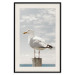 Poster Seagull - water bird sitting on a pier with sea and cloudy sky in the background 117026 additionalThumb 18