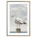 Poster Seagull - water bird sitting on a pier with sea and cloudy sky in the background 117026 additionalThumb 16