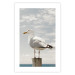 Poster Seagull - water bird sitting on a pier with sea and cloudy sky in the background 117026 additionalThumb 25