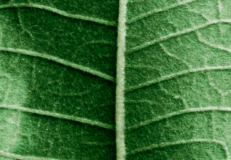 Poster Malachite Leaf - green leaf with precise texture in close-up 126826 additionalImage 10