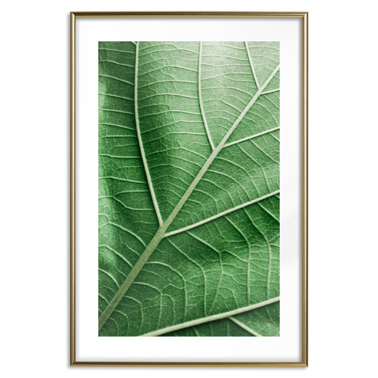 Poster Malachite Leaf - green leaf with precise texture in close-up 126826 additionalImage 14