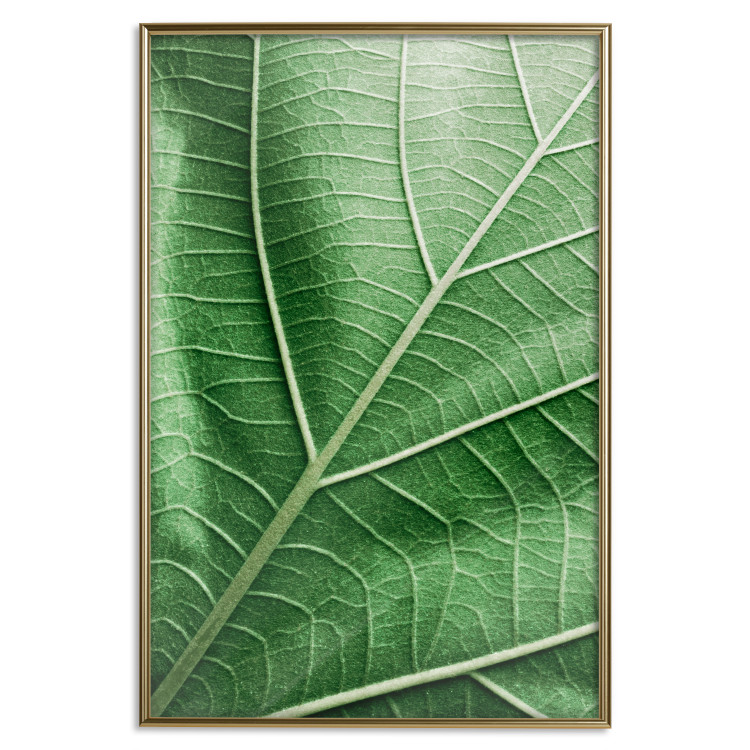 Poster Malachite Leaf - green leaf with precise texture in close-up 126826 additionalImage 17