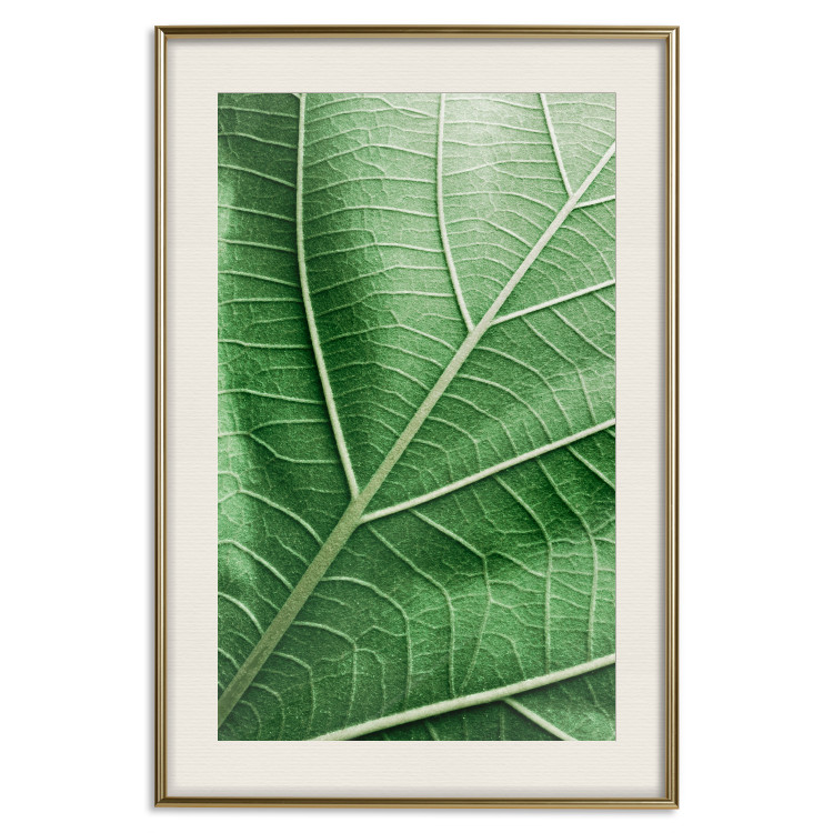 Poster Malachite Leaf - green leaf with precise texture in close-up 126826 additionalImage 20
