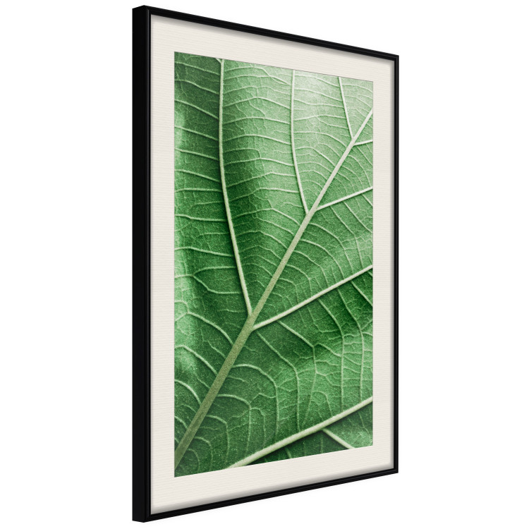 Poster Malachite Leaf - green leaf with precise texture in close-up 126826 additionalImage 2