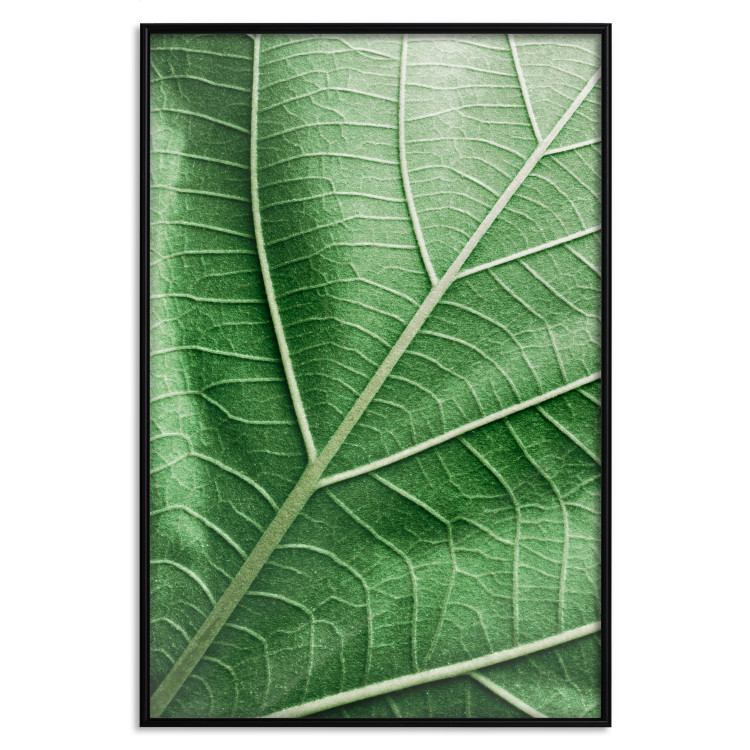 Poster Malachite Leaf - green leaf with precise texture in close-up 126826 additionalImage 16