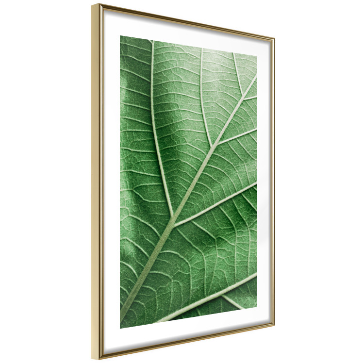 Poster Malachite Leaf - green leaf with precise texture in close-up 126826 additionalImage 9