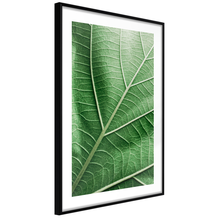Poster Malachite Leaf - green leaf with precise texture in close-up 126826 additionalImage 8