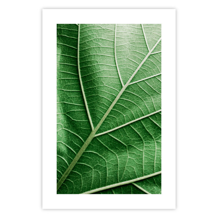 Poster Malachite Leaf - green leaf with precise texture in close-up 126826 additionalImage 25