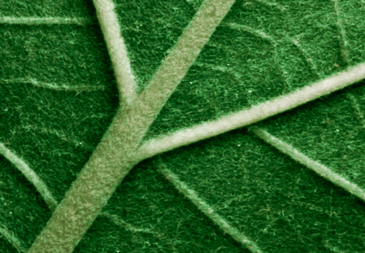 Poster Malachite Leaf - green leaf with precise texture in close-up 126826 additionalImage 9