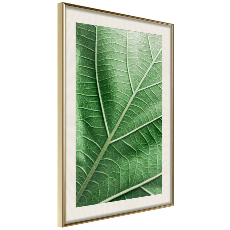 Poster Malachite Leaf - green leaf with precise texture in close-up 126826 additionalImage 3