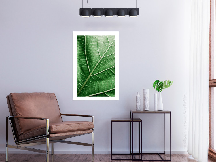 Poster Malachite Leaf - green leaf with precise texture in close-up 126826 additionalImage 5