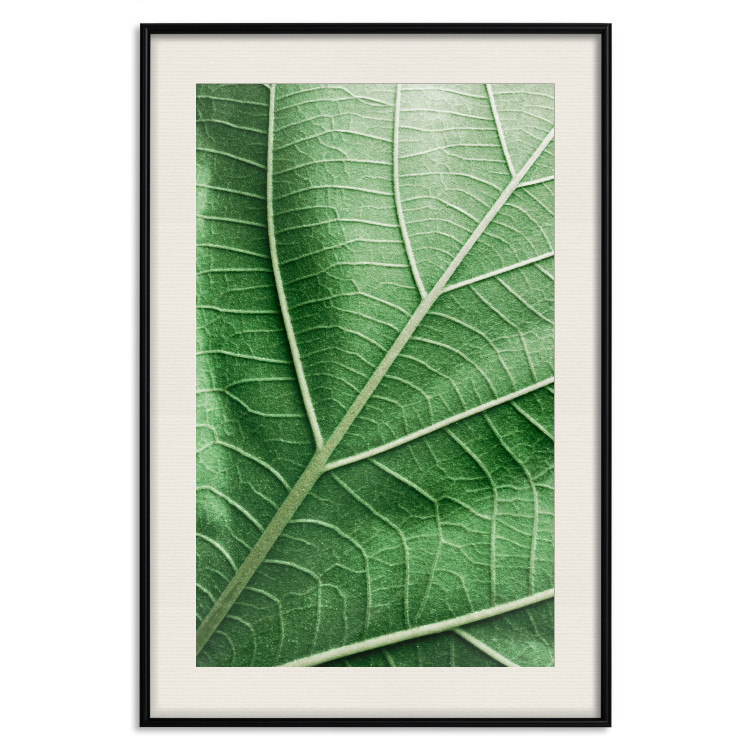 Poster Malachite Leaf - green leaf with precise texture in close-up 126826 additionalImage 19