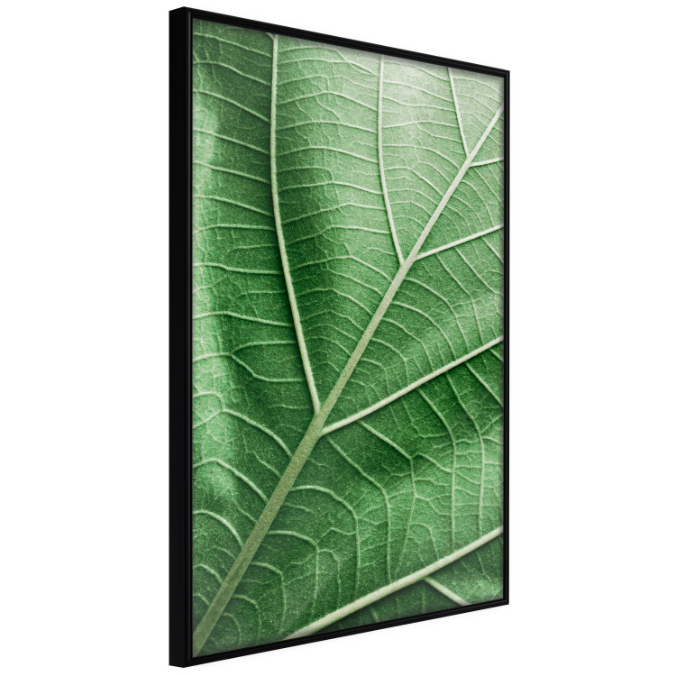 Poster Malachite Leaf - green leaf with precise texture in close-up 126826 additionalImage 13