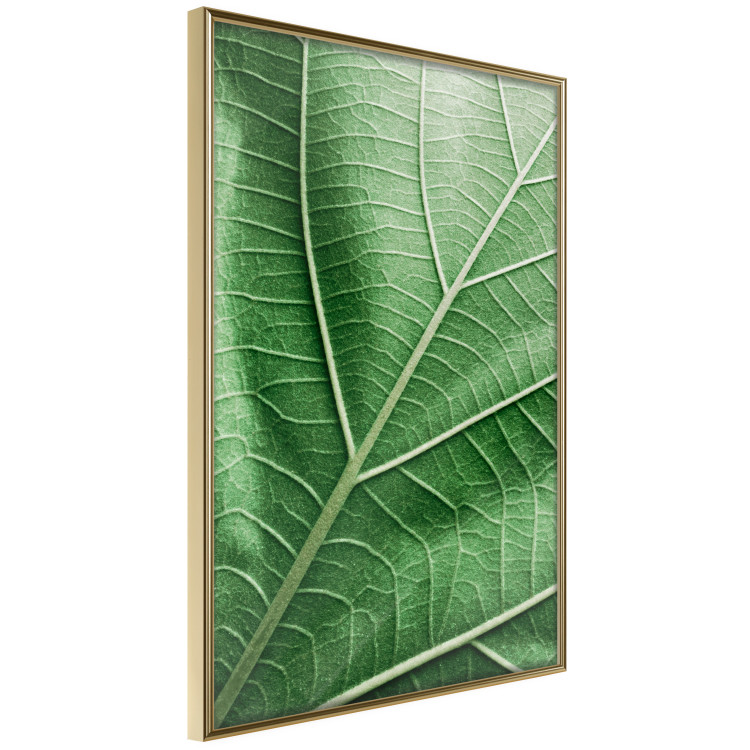 Poster Malachite Leaf - green leaf with precise texture in close-up 126826 additionalImage 12