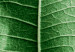 Poster Malachite Leaf - green leaf with precise texture in close-up 126826 additionalThumb 12