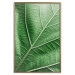 Poster Malachite Leaf - green leaf with precise texture in close-up 126826 additionalThumb 17
