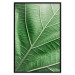 Poster Malachite Leaf - green leaf with precise texture in close-up 126826 additionalThumb 18