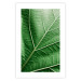 Poster Malachite Leaf - green leaf with precise texture in close-up 126826 additionalThumb 25