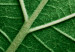 Poster Malachite Leaf - green leaf with precise texture in close-up 126826 additionalThumb 9