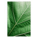 Poster Malachite Leaf - green leaf with precise texture in close-up 126826