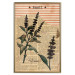 Poster Basil Poetry - vintage composition with plants and black text in background 129426 additionalThumb 21