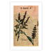 Poster Basil Poetry - vintage composition with plants and black text in background 129426 additionalThumb 25