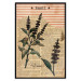 Poster Basil Poetry - vintage composition with plants and black text in background 129426 additionalThumb 16