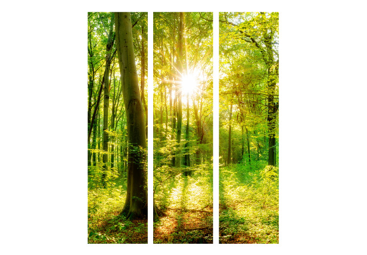 Folding Screen Rays of the Forest - landscape of forest vegetation and sun rays 133826 additionalImage 3
