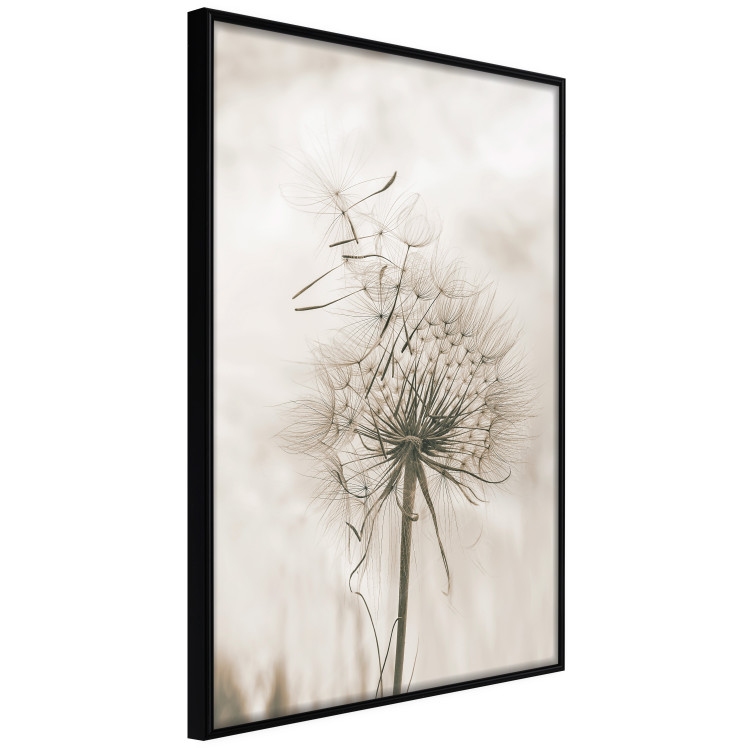 Wall Poster Gentle Breeze - composition with a delicate light dandelion flower 135826 additionalImage 3