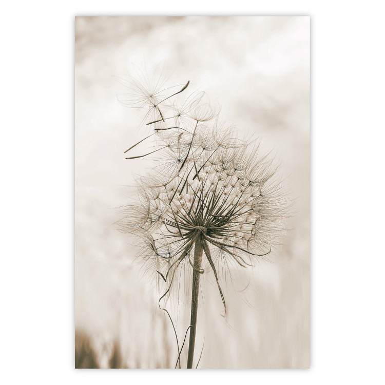 Wall Poster Gentle Breeze - composition with a delicate light dandelion flower 135826