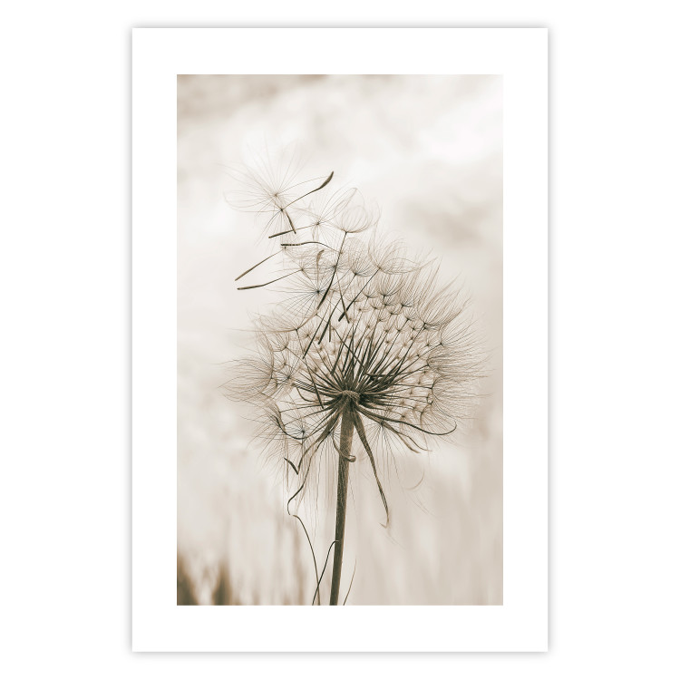 Wall Poster Gentle Breeze - composition with a delicate light dandelion flower 135826 additionalImage 25