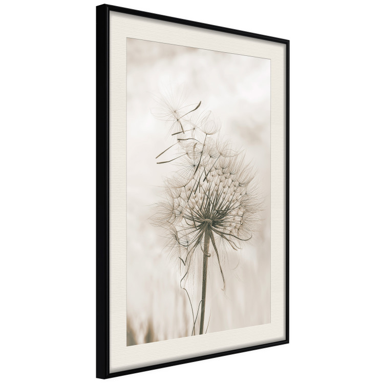 Wall Poster Gentle Breeze - composition with a delicate light dandelion flower 135826 additionalImage 10