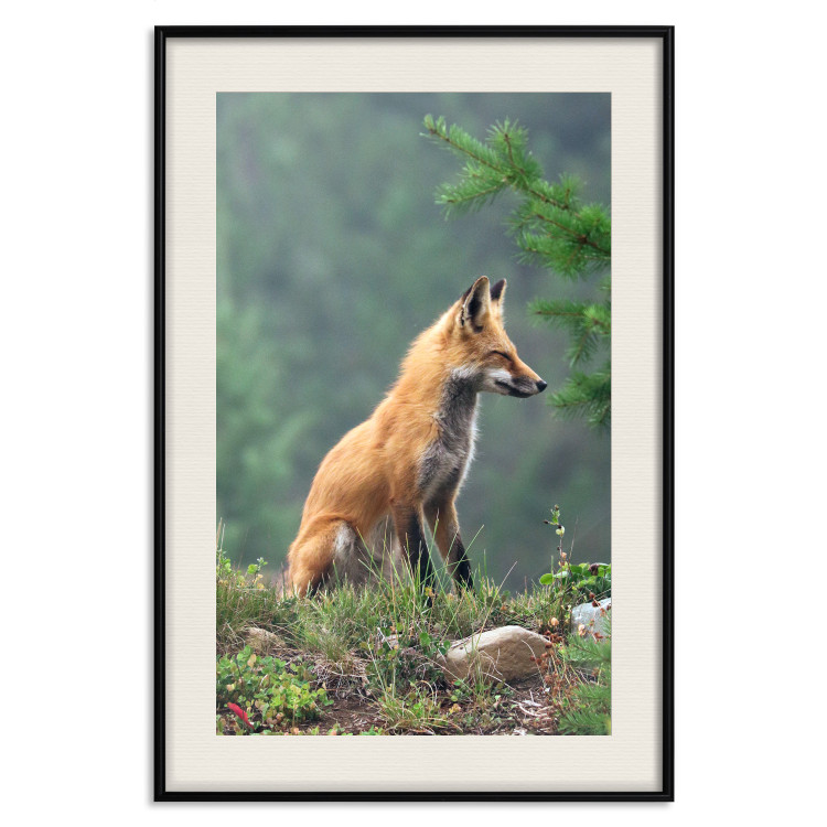 Wall Poster Red Hunter - majestic wild animal amidst forest on a blurred background 138726 additionalImage 26