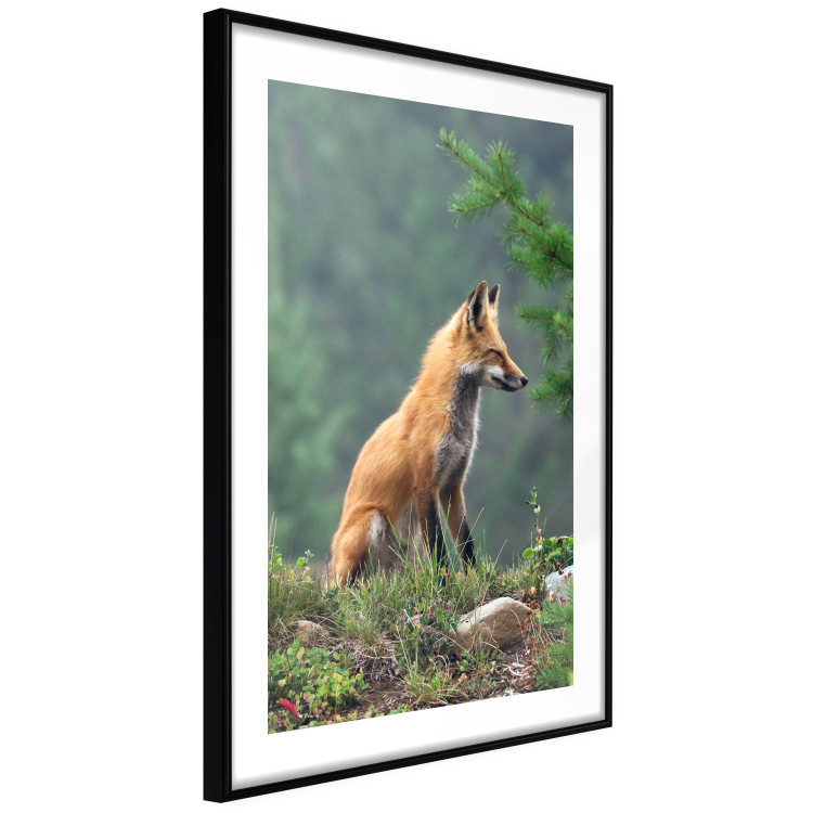 Wall Poster Red Hunter - majestic wild animal amidst forest on a blurred background 138726 additionalImage 3