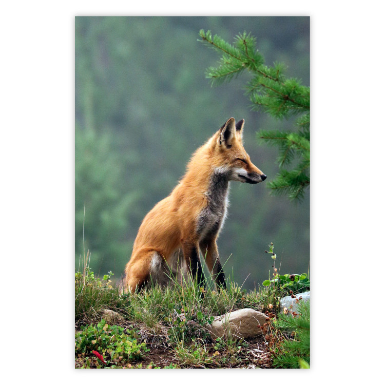 Wall Poster Red Hunter - majestic wild animal amidst forest on a blurred background 138726