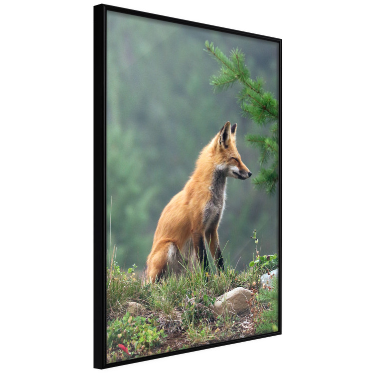 Wall Poster Red Hunter - majestic wild animal amidst forest on a blurred background 138726 additionalImage 11
