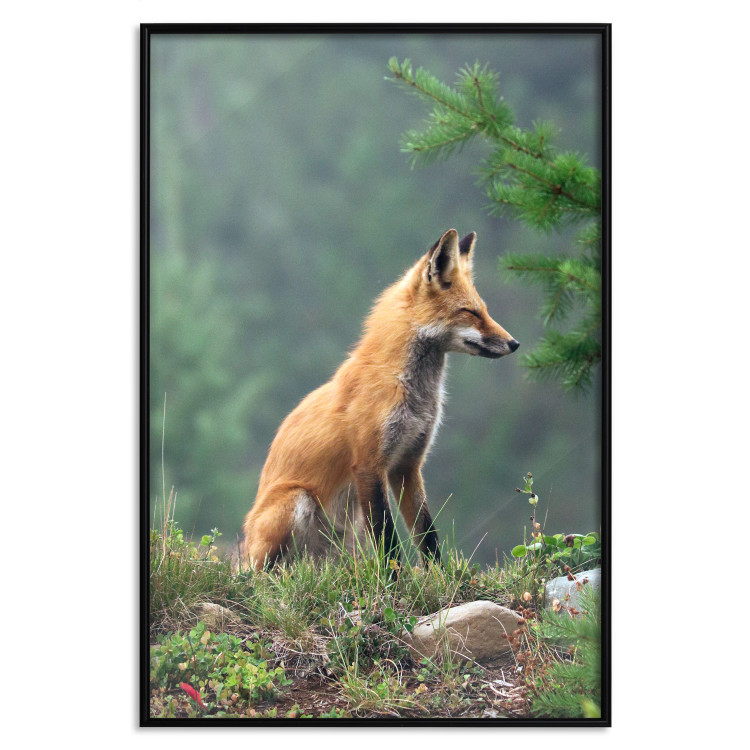 Wall Poster Red Hunter - majestic wild animal amidst forest on a blurred background 138726 additionalImage 24