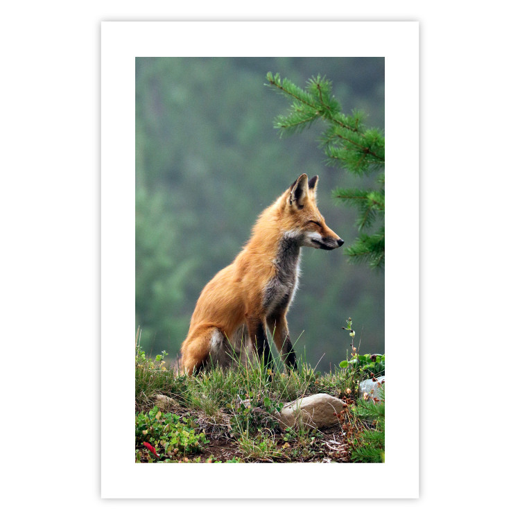 Wall Poster Red Hunter - majestic wild animal amidst forest on a blurred background 138726 additionalImage 25