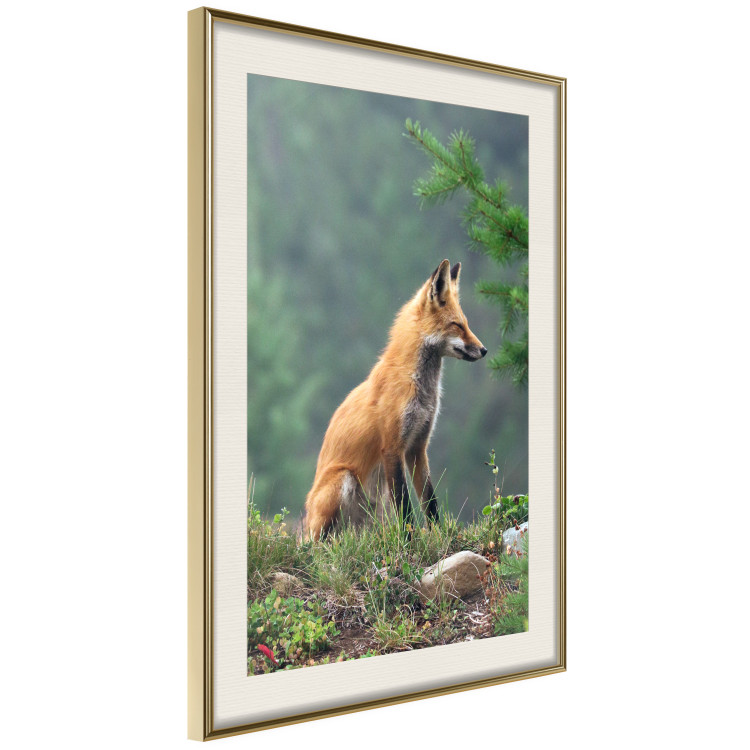 Wall Poster Red Hunter - majestic wild animal amidst forest on a blurred background 138726 additionalImage 8