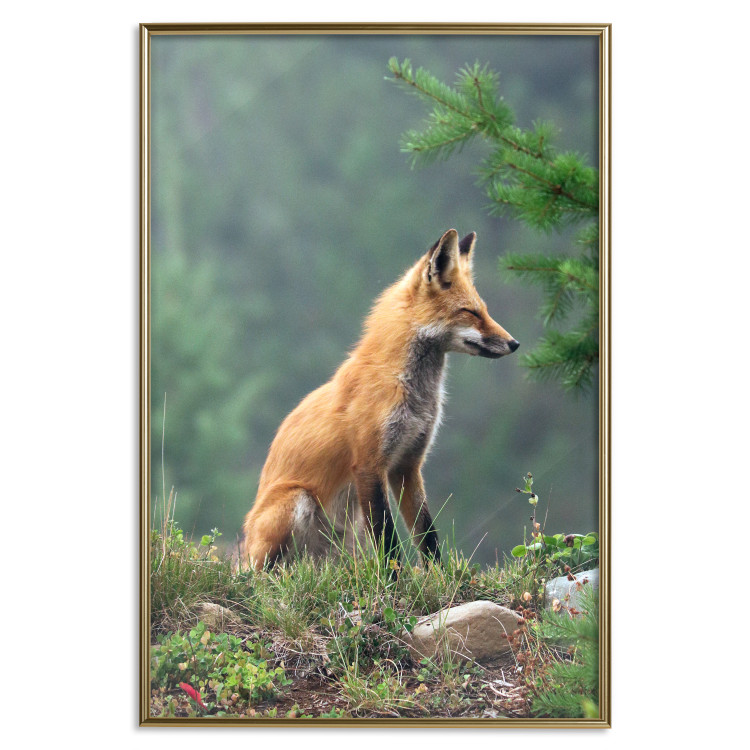 Wall Poster Red Hunter - majestic wild animal amidst forest on a blurred background 138726 additionalImage 27