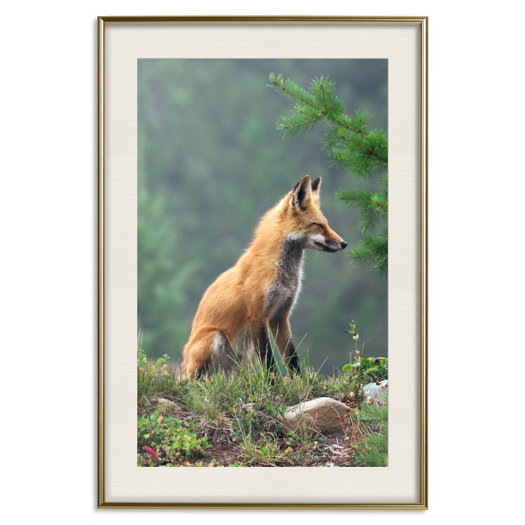 Wall Poster Red Hunter - majestic wild animal amidst forest on a blurred background 138726 additionalImage 20