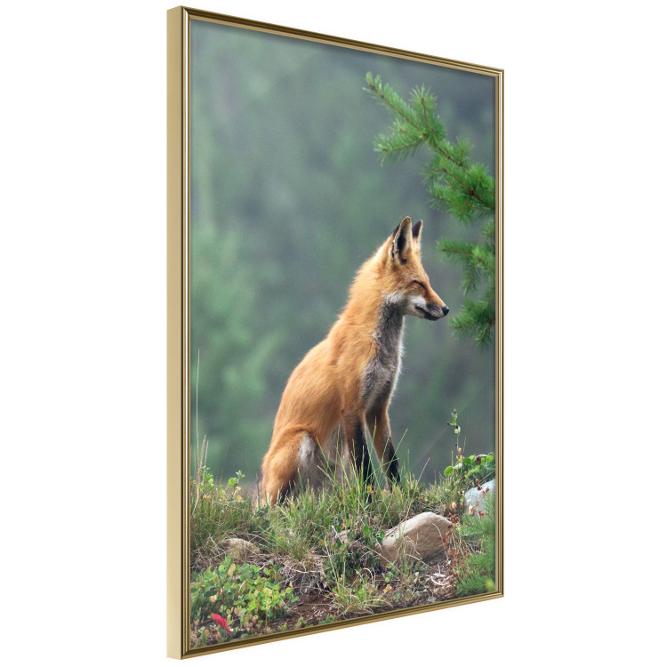 Wall Poster Red Hunter - majestic wild animal amidst forest on a blurred background 138726 additionalImage 4