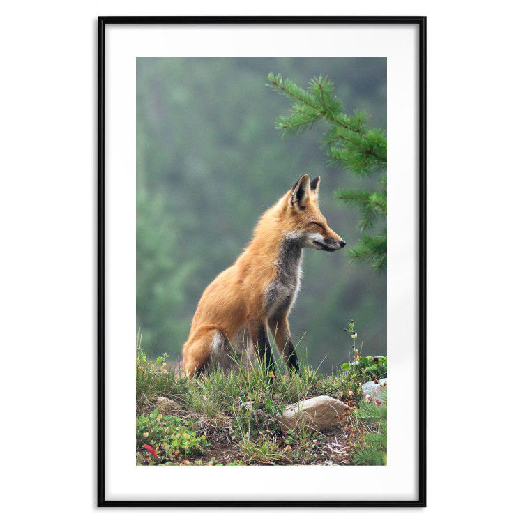 Wall Poster Red Hunter - majestic wild animal amidst forest on a blurred background 138726 additionalImage 19