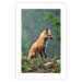 Wall Poster Red Hunter - majestic wild animal amidst forest on a blurred background 138726 additionalThumb 25